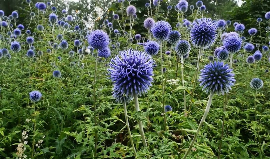 Мордовник обыкновенный Эхинопс