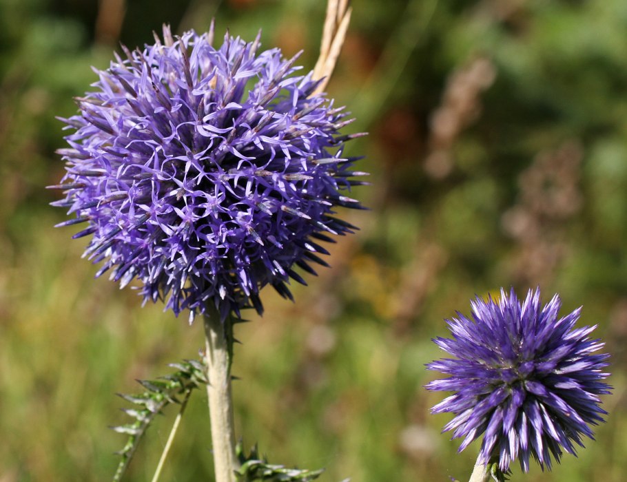 Мордовник Круглоголовый