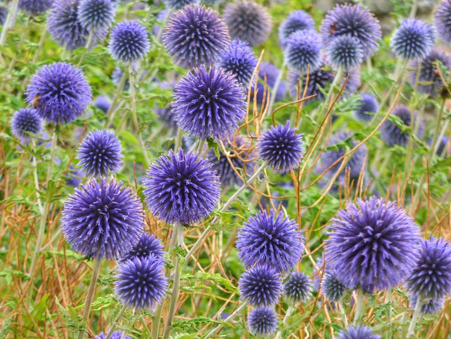 Мордовник обыкновенный (echinops ritro)