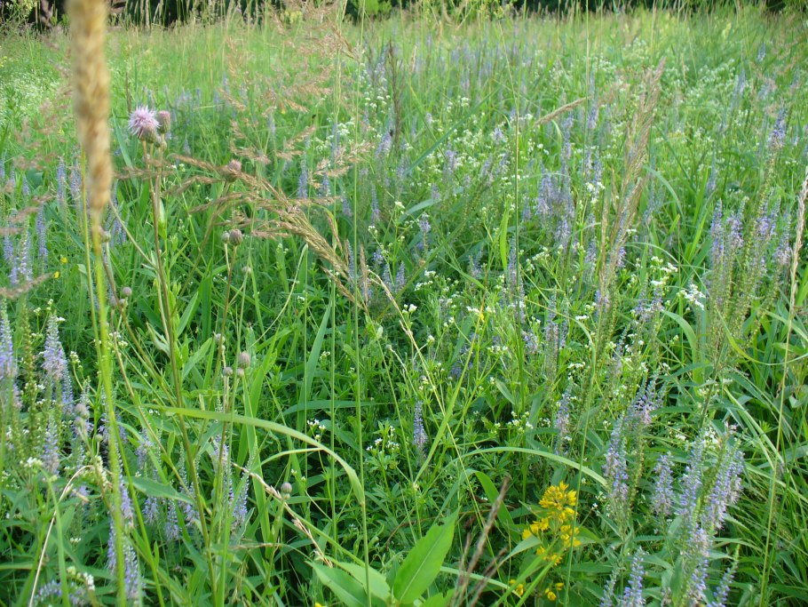 Мята водная - Mentha Aquatica