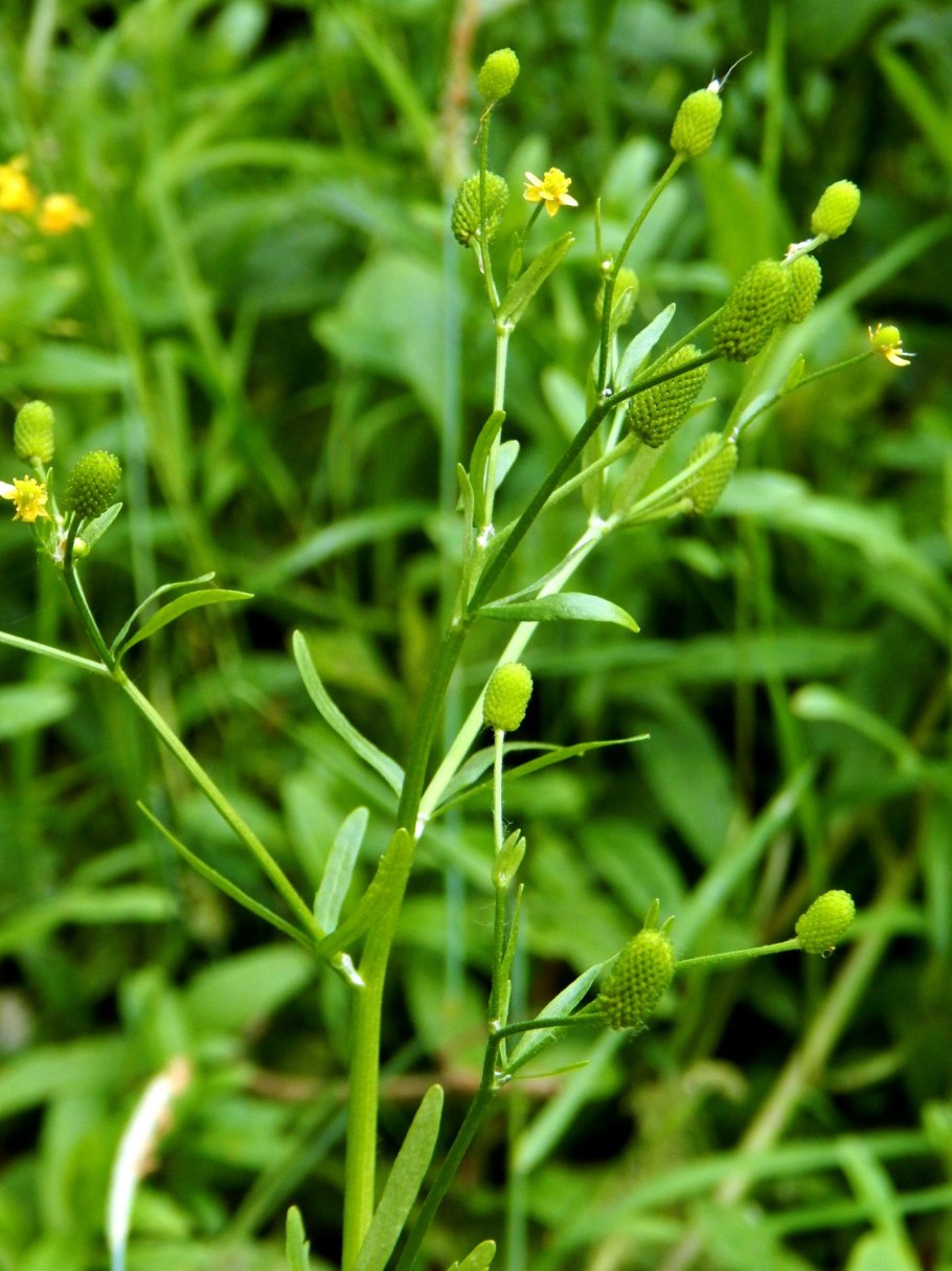 Эремофила полуклочковатая - Eremophila subfloccosa