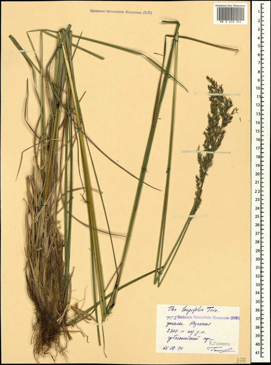 Мята Полевая длиннолистная