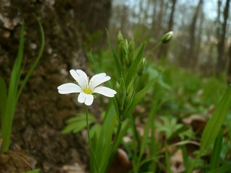 Stellaria holostea