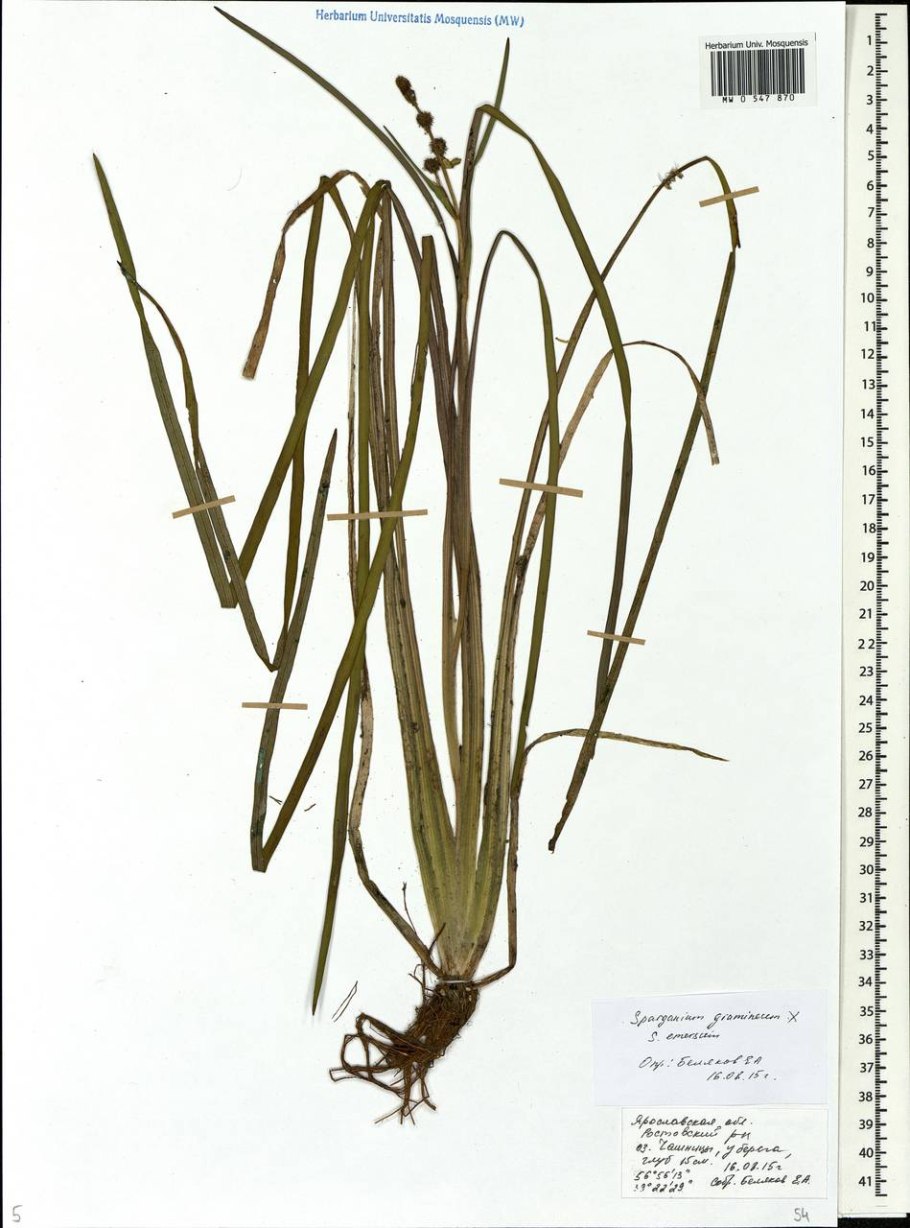 Пустынница Скальная