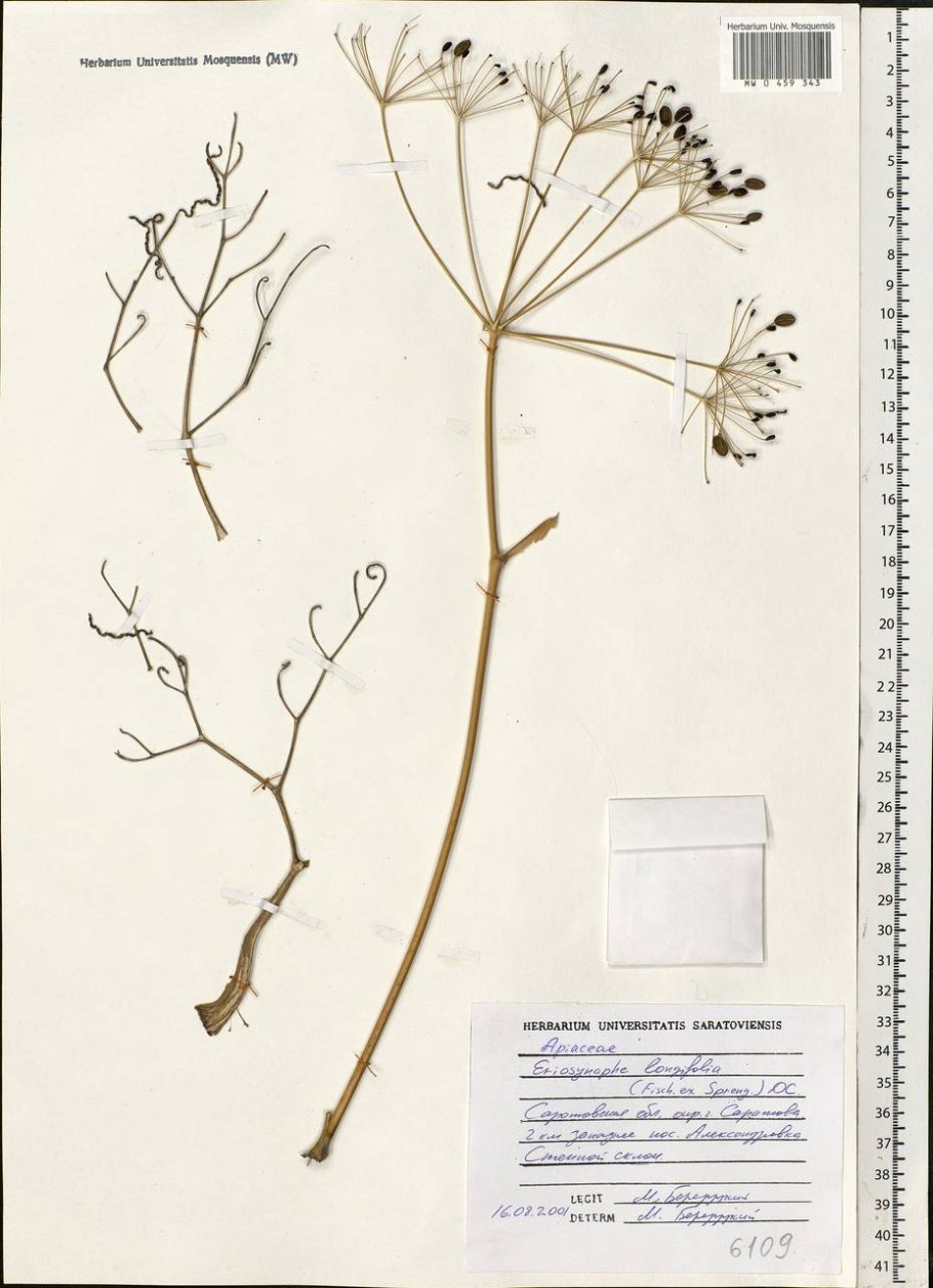 • Пушистоспайник длиннолистный Eriosynaphe longifolia