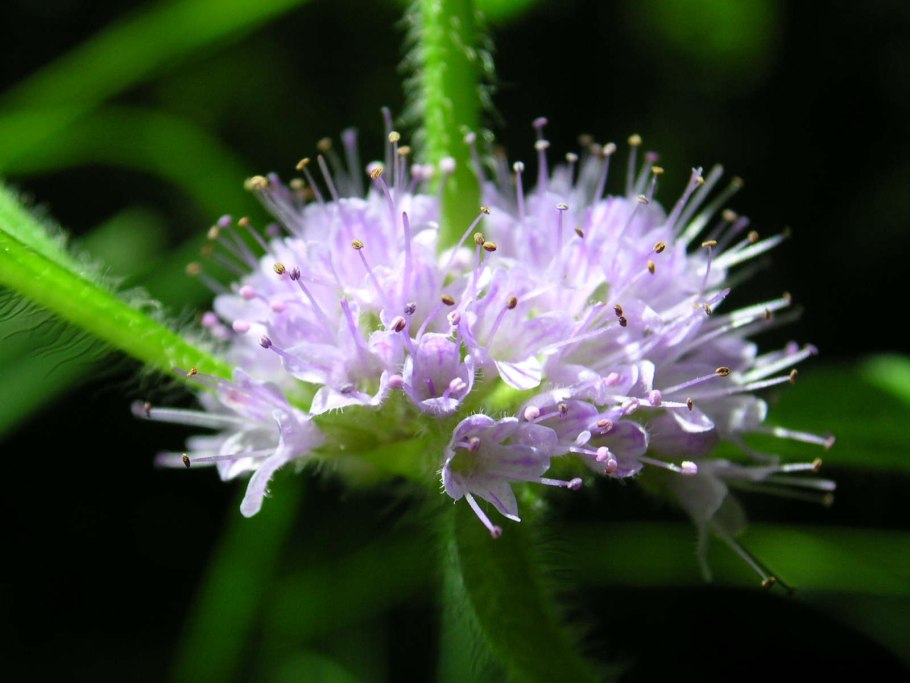 Mentha arvensis