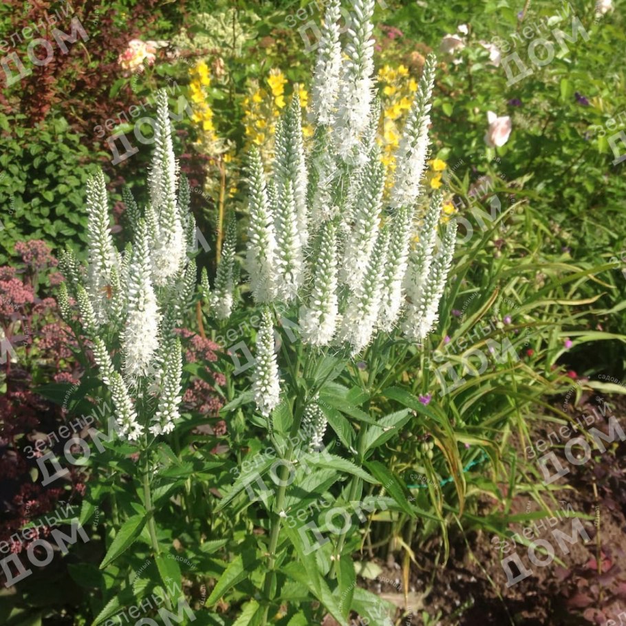 Вероника длиннолистная 'schneeriesin'