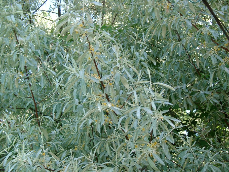 Звездчатка вильчатая