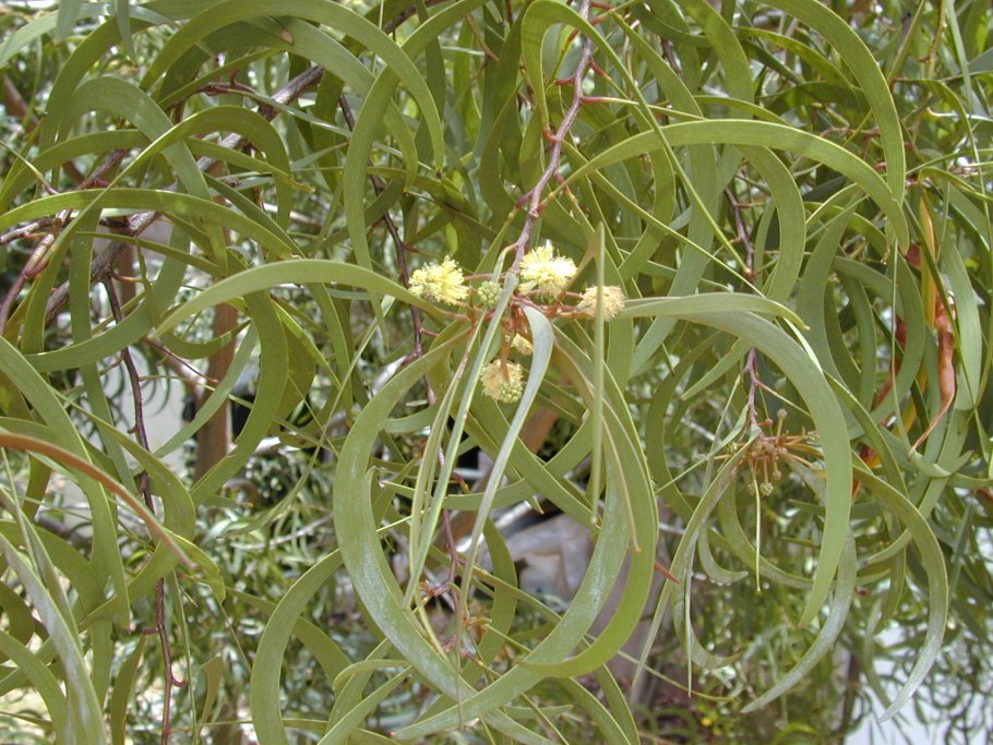 Звездчатка длиннолистная