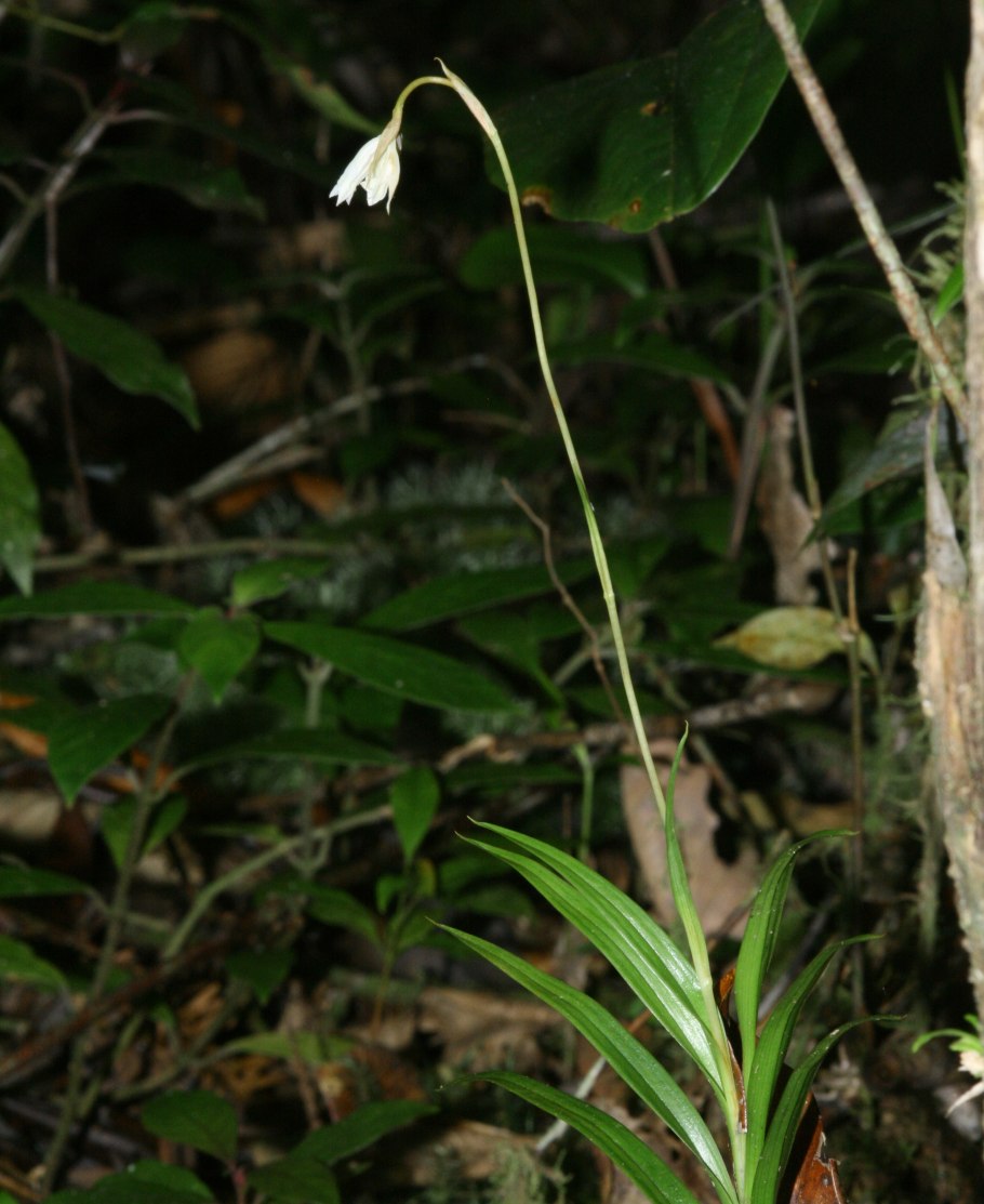 Burmannia championii