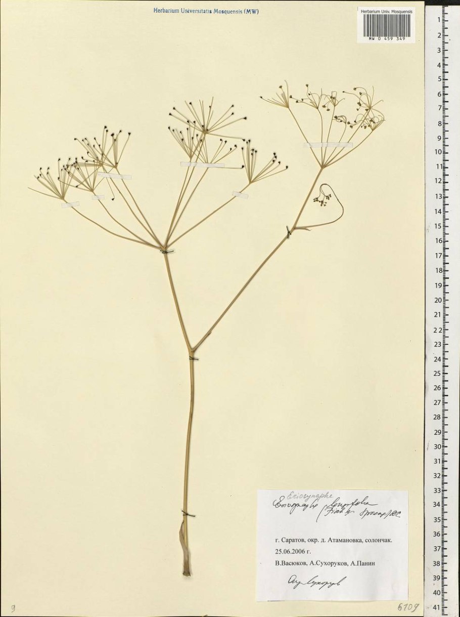 • Пушистоспайник длиннолистный Eriosynaphe longifolia