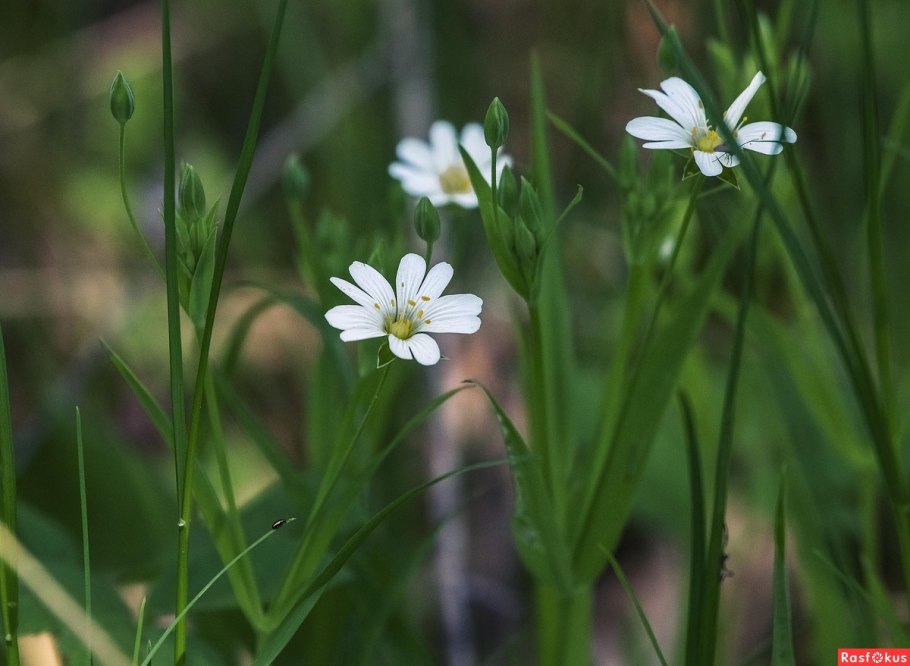 Звездчатка Лучистая букетик