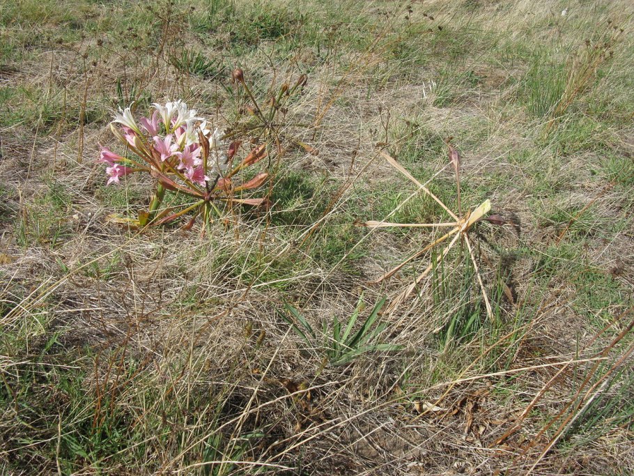 Цветы, которые можно спутать