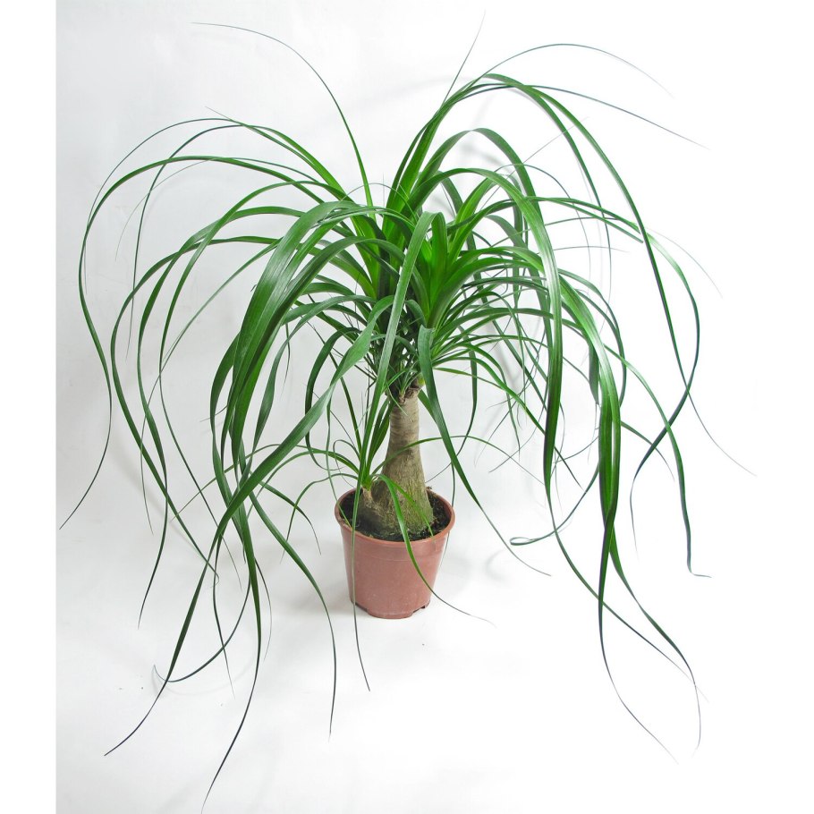 Песчанка длиннолистная