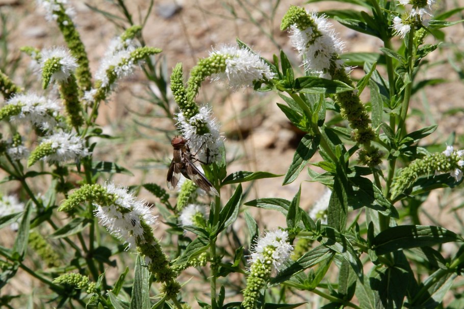 Мята длиннолистная