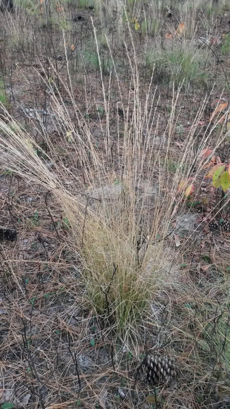 Вероника длиннолистная Шарлотта