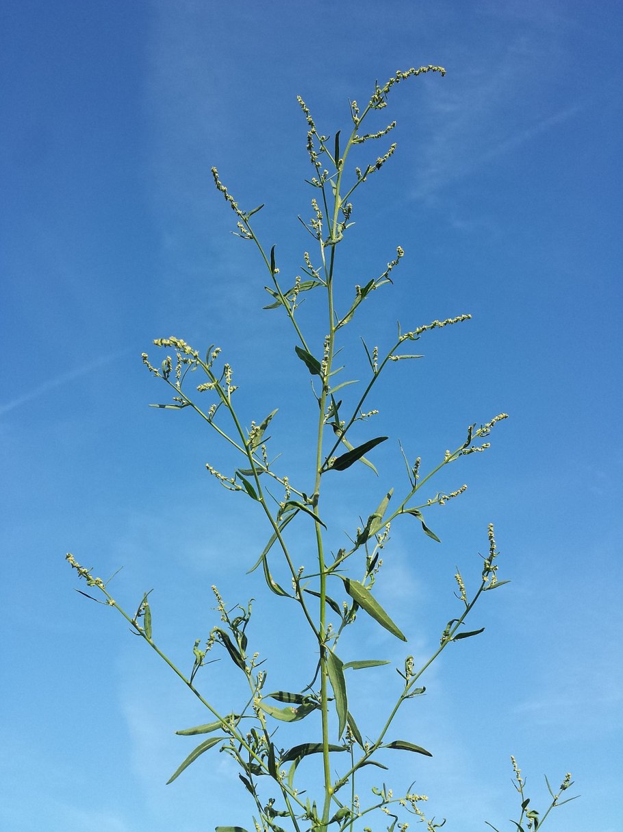 Atriplex oblongifolia