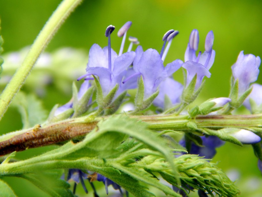Полевой цветок вероника