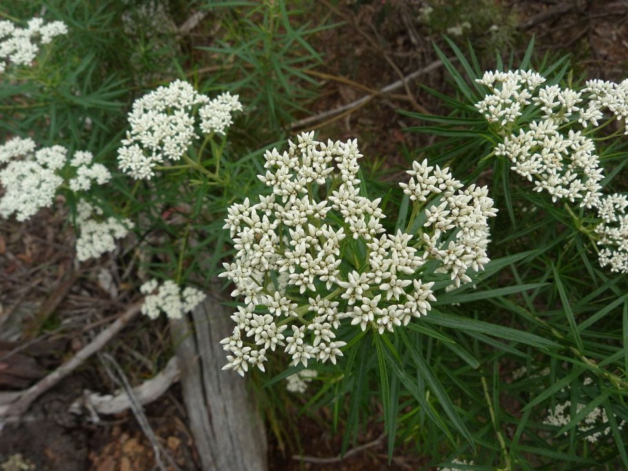 Asclepias verticillata