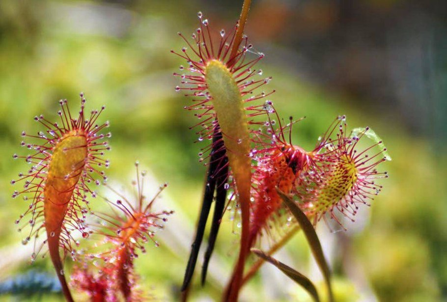 Росянка капская