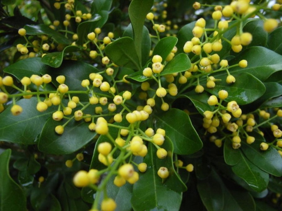 Аглайя крупнолистная