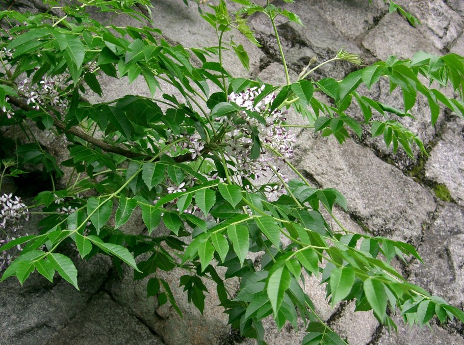 Мелия гималайская листья