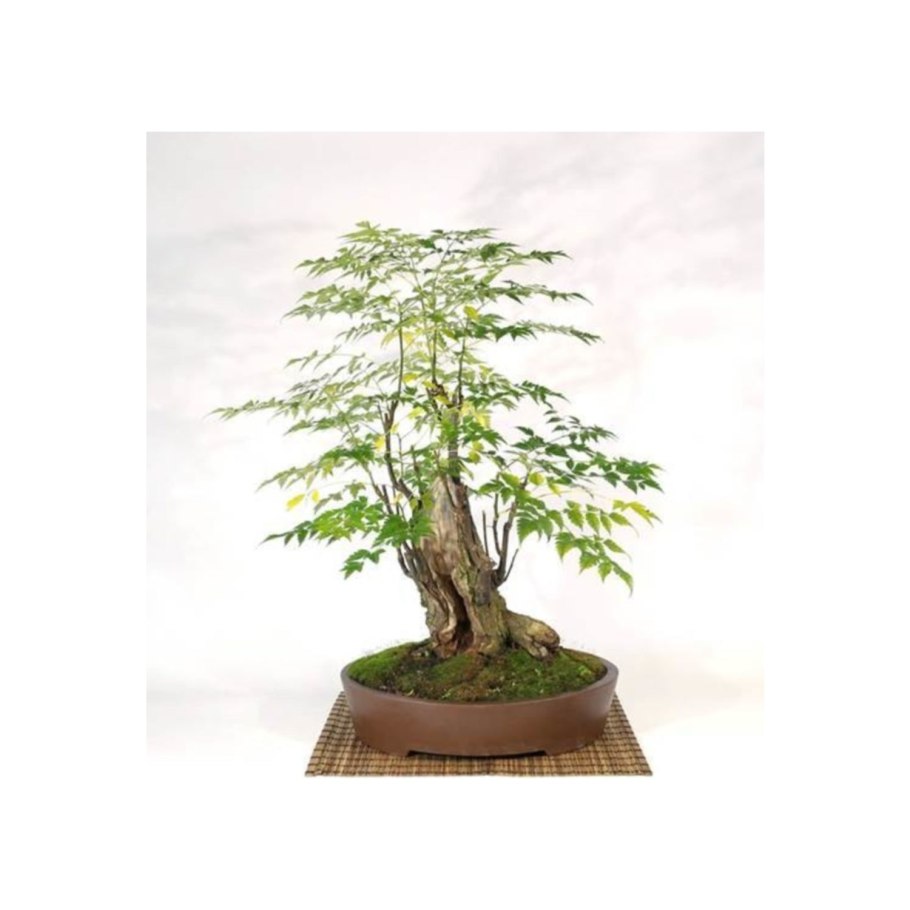 Скиммия reevesiana