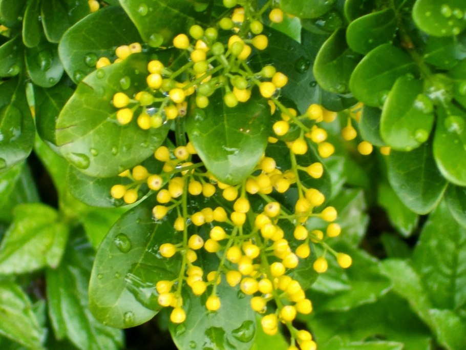 Аглая душистая