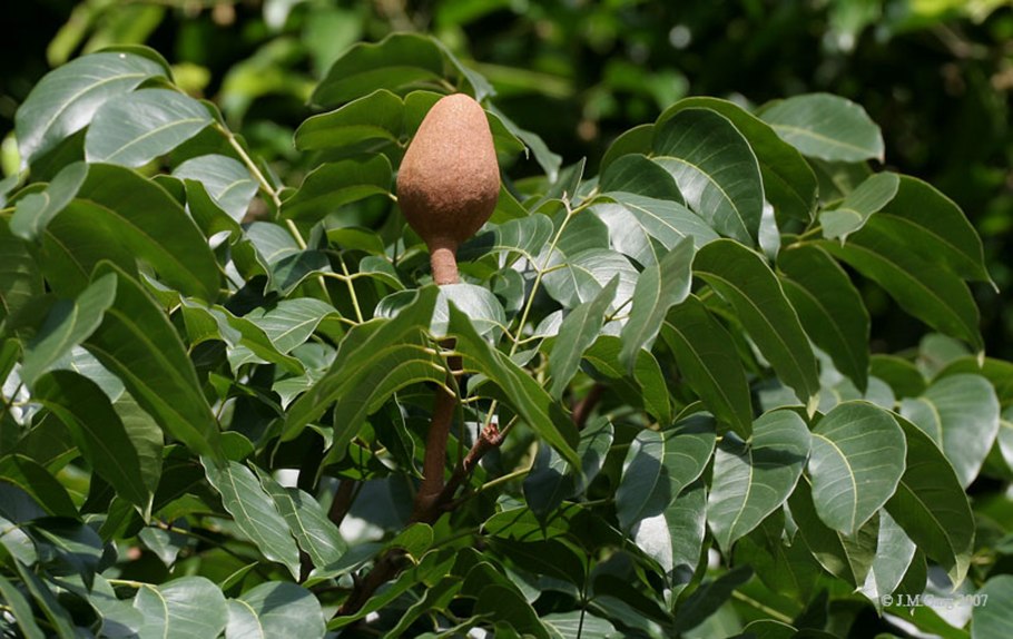 Swietenia macrophylla