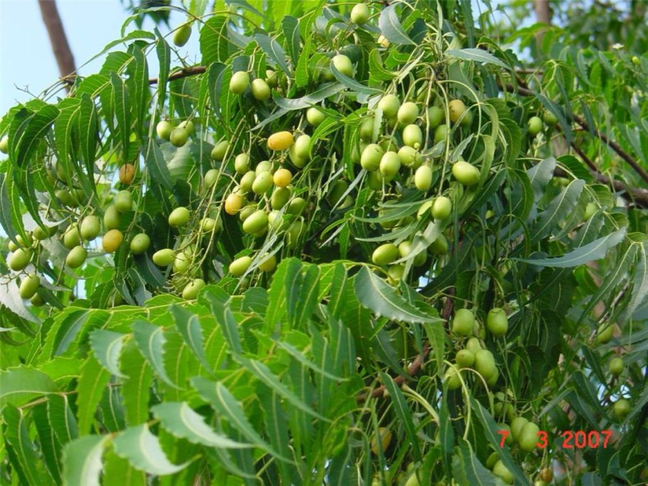 Ним маргоза