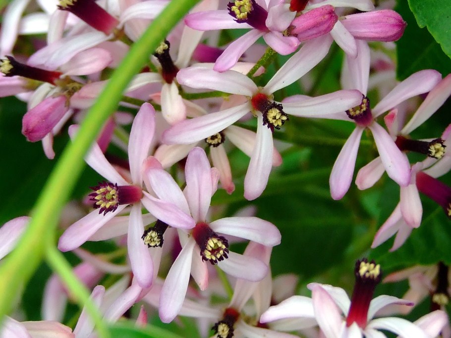 Мелия гималайская