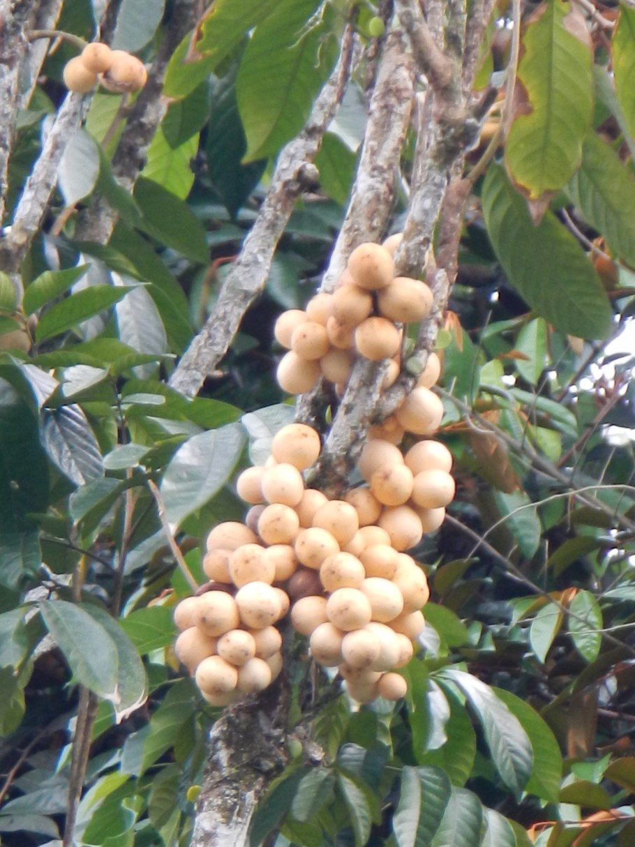 Горшечное растение бромелия