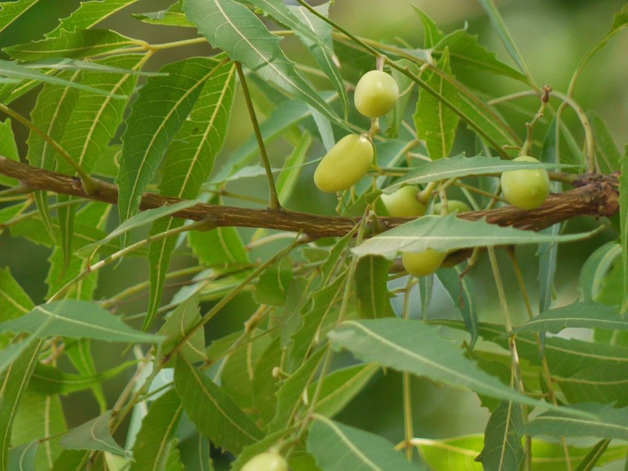 Азадирахта индийская