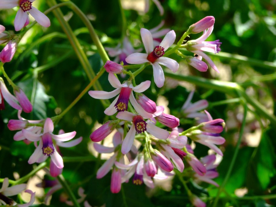 Цветок эуфорбия миля