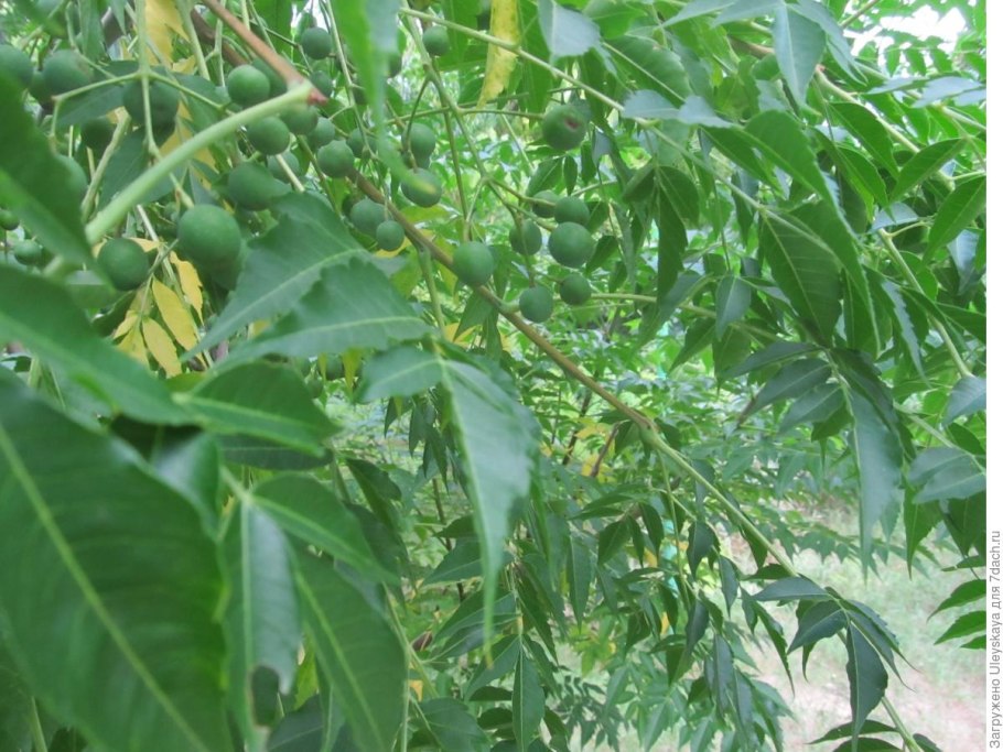 Aglaia odorata variegata