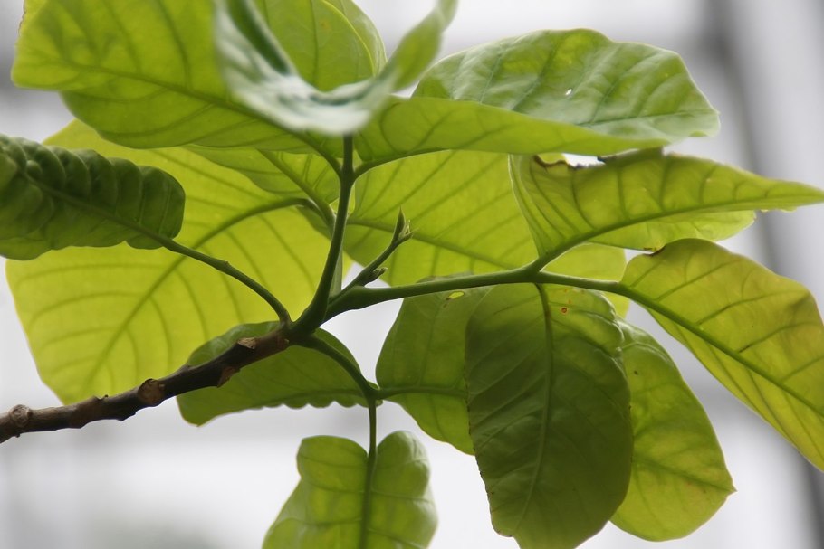 Лангсат фрукт