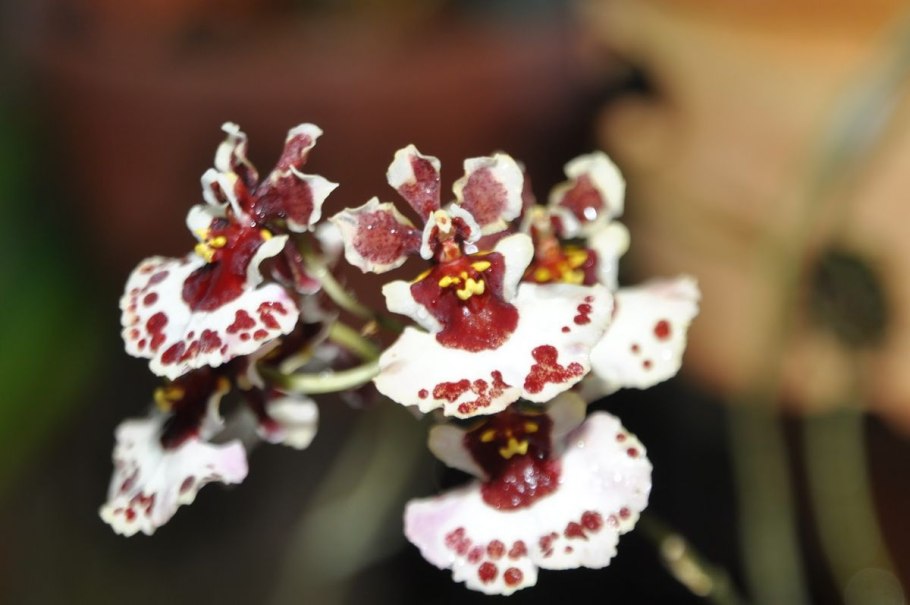 Толумния Орхидея