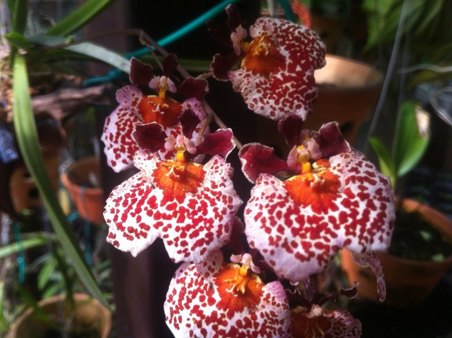 Tolumnia Jairak Flyer Magic