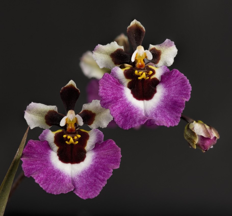 Фаленопсис Pink Panther