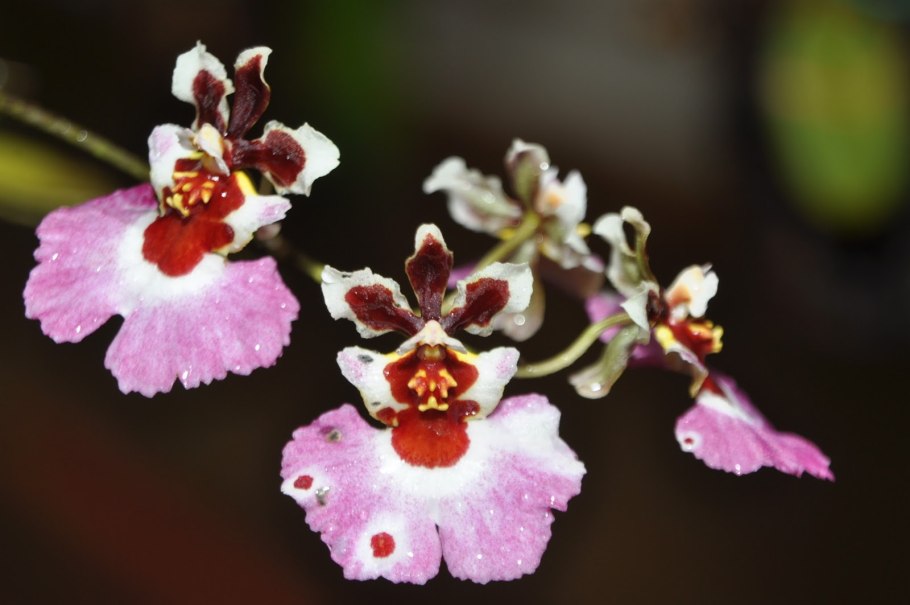 Tolumnia guttata "Hamilton"