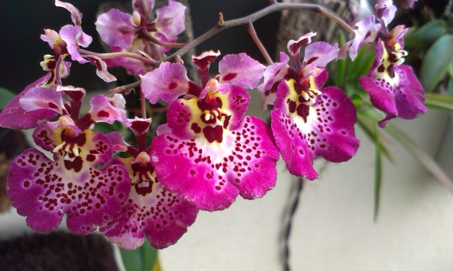 Tolumnia guttata "Hamilton"