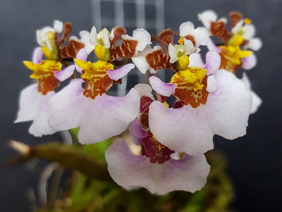 Толумния Свит Пинк