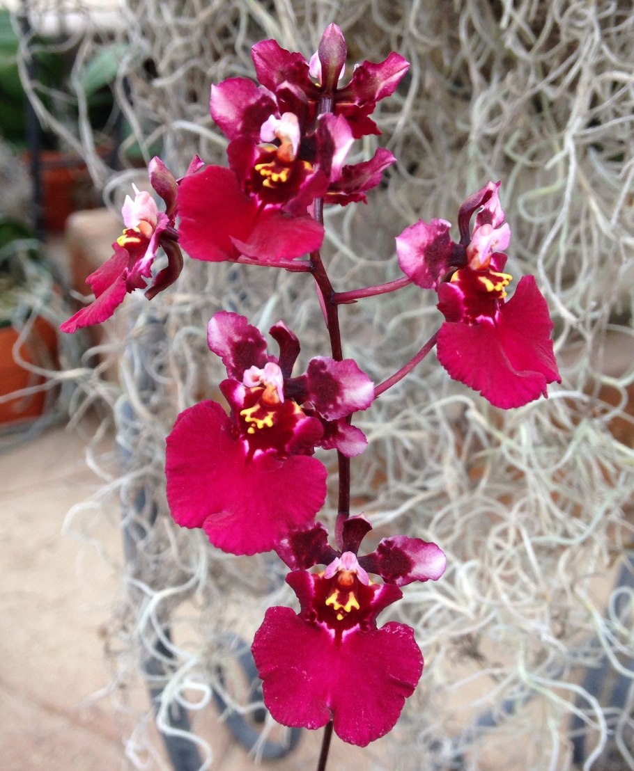 Tolumnia Jairak Rainbow