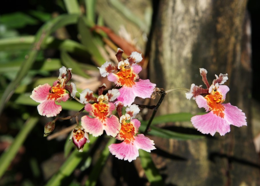 Толумния (Tolumnia)