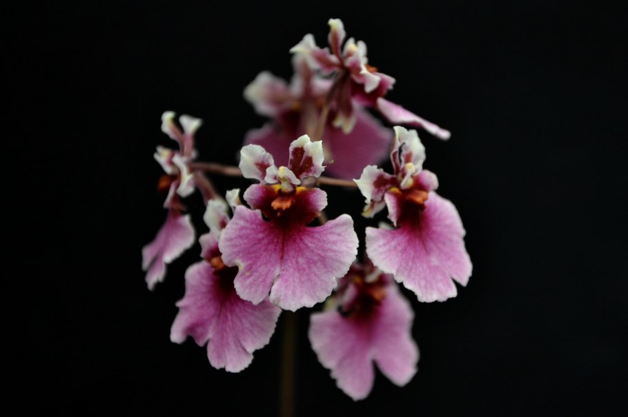 Толумния Орхидея