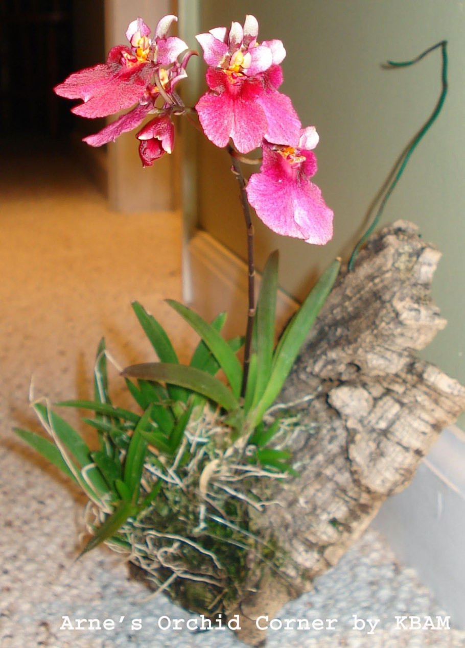 Толумния Орхидея