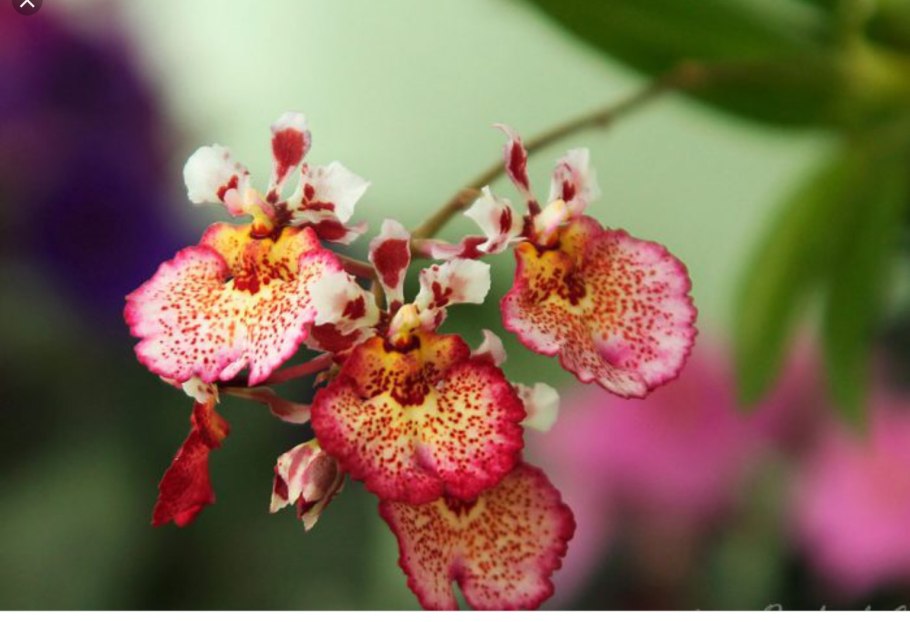 Толумния Орхидея