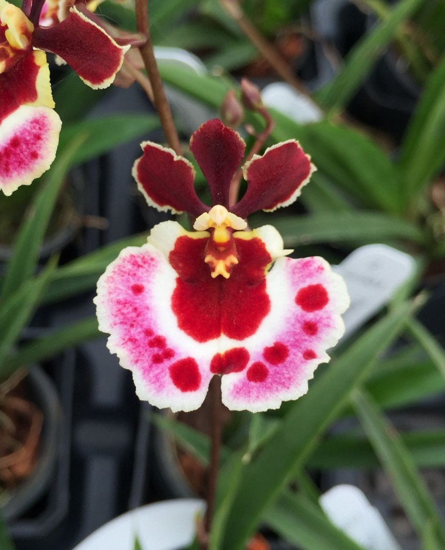 Толумния (Tolumnia)