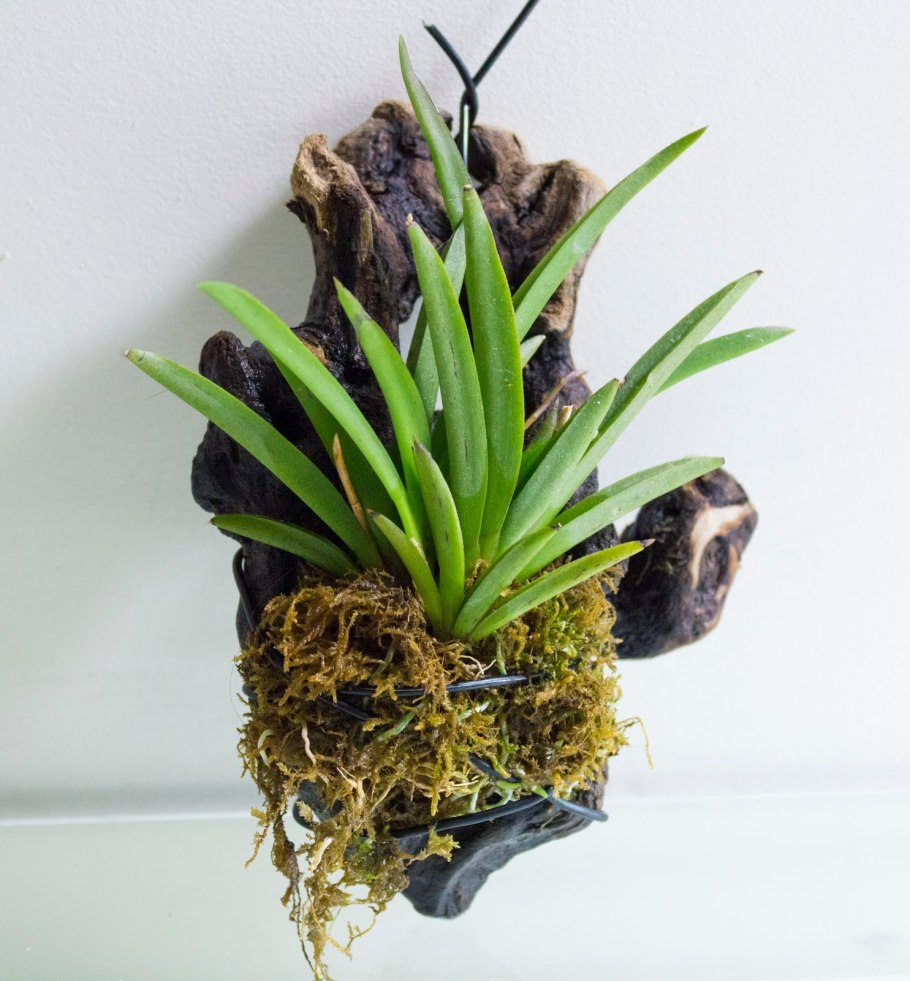 Цветение толумнии