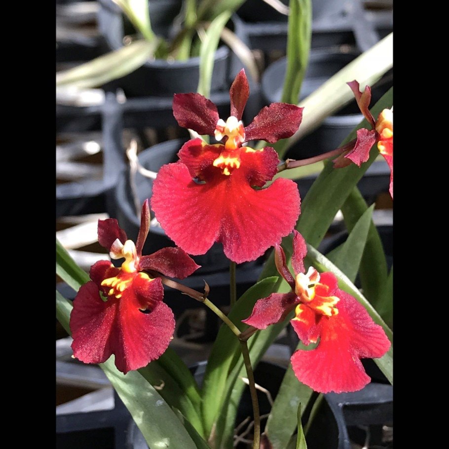 Толумния Jairak firm big Bang